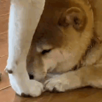 女网红发文锤童锦程!称其导致自己染病,童锦程回复其是上赶着倒贴的“照骗”!