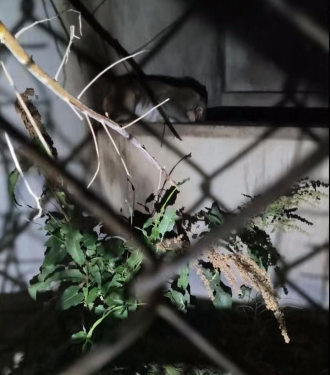 笼舍中的猴子 视频截图